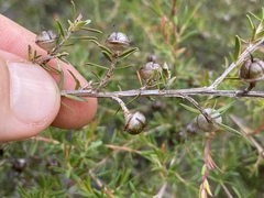 Leptospermum neglectum