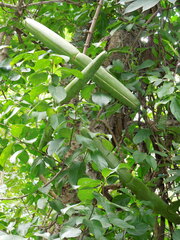 Strophanthus sarmentosus