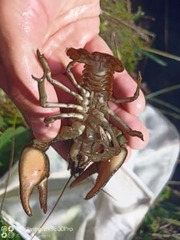 Austropotamobius pallipes