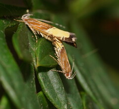 Labdia deliciosella