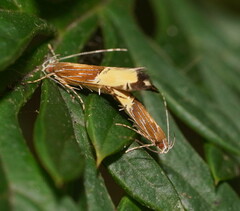 Labdia deliciosella