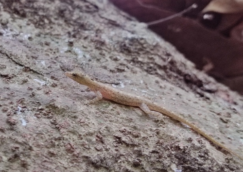 Coastal Day Gecko, Cnemaspis littoralis