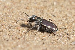 Cicindela scutellaris lecontei