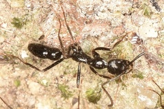 Ponerinae