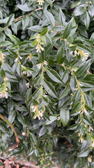 Magnoliopsida