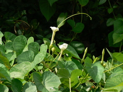 Ipomoea violacea
