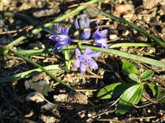 Scilla odorata