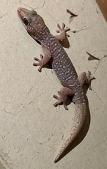 Oedura tryoni