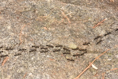 Ponerinae