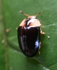 Erotylidae
