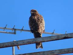 Milvus migrans lineatus