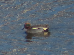 Anas crecca crecca