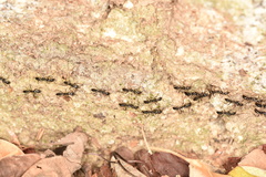 Ponerinae