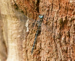 Austroaeschna multipunctata