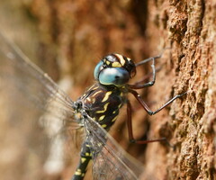 Austroaeschna multipunctata