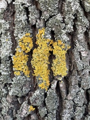 Xanthoria parietina
