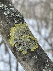 Xanthoria parietina