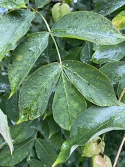 Staphylea