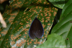 Pompelon marginata
