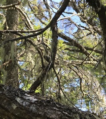 Aphrastura spinicauda spinicauda