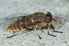 Tabanus sudeticus
