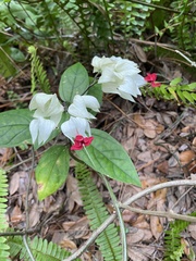 Clerodendrum thomsoniae