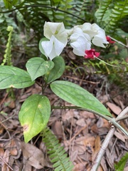 Clerodendrum thomsoniae