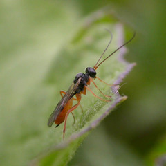 Ichneumonidae