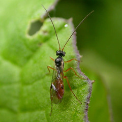 Ichneumonidae