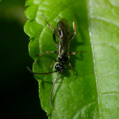 Ichneumonidae