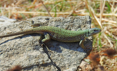 Lacerta citrovittata