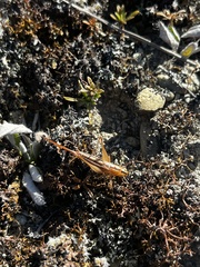 Conocephalus bilineatus