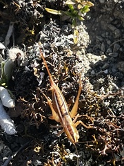 Conocephalus bilineatus