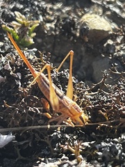 Conocephalus bilineatus