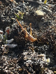 Conocephalus bilineatus