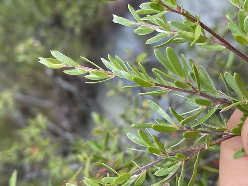 Leptospermum neglectum, 2023-02-01