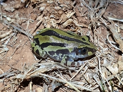 Kassina senegalensis