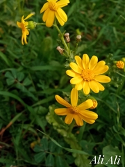 Senecio vernalis