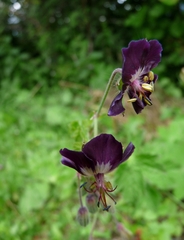 Geranium phaeum