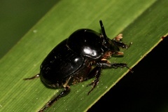 Onthophagus