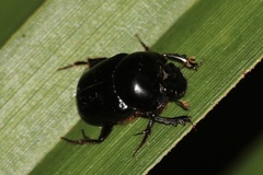 Onthophagus