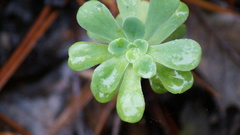 Sedum palmeri