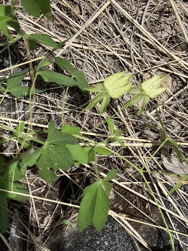 Dalechampia scandens image