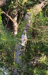 Cacatua goffiniana