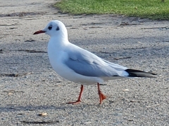 Chroicocephalus ridibundus