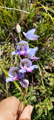 Disa graminifolia