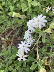 Silene crassifolia