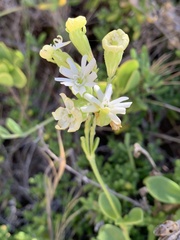 Silene crassifolia