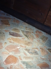 Homopholis walbergii