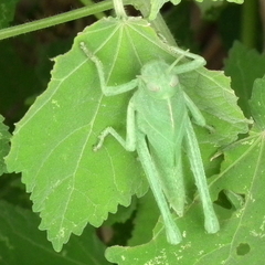 Acanthacris ruficornis